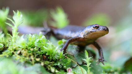 Palmate newt using a 90mm macro lens