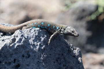 Atlantic lizard in the port of Orzola on the island of Lanzarote
