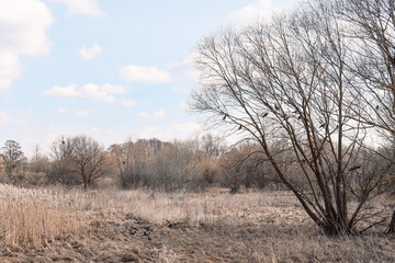 Spring field with trees. Dry field after winter. Beautiful nature