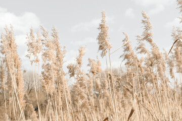 Dry grass grows on the field, sedge close-up against the sky. Natural background.
Set the fashion trend in champagne color