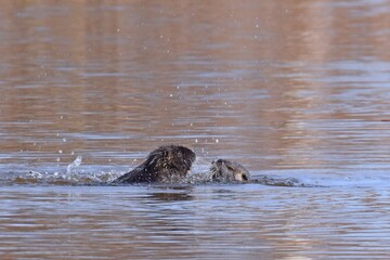 Fototapeta premium Nuria / Biber an einem Fluss im Frühling