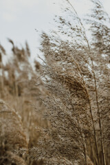 Dry grass grows on the field, sedge close-up against the sky. Natural background.
Set the fashion trend in champagne color