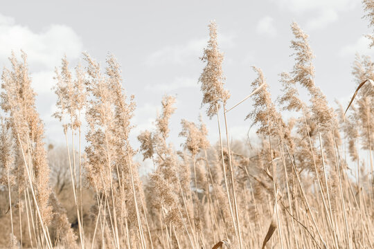 Dry grass grows on the field, sedge close-up against the sky. Natural background.
Set the fashion trend in champagne color