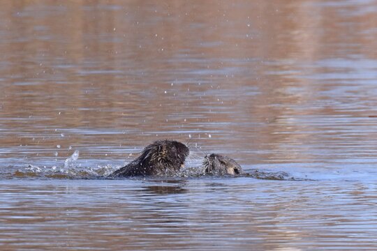 Schwimmhaut Bilder Durchsuchen 1,114 Archivfotos, und