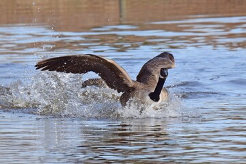 Nuria / Biber an einem Fluss im Frühling
