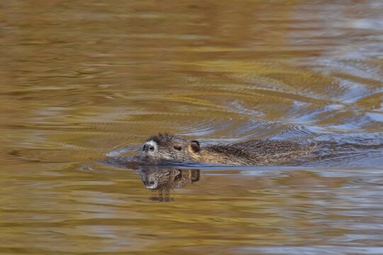 Schwimmhaut Bilder Durchsuchen 1,160 Archivfotos, und