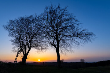 2 Bäume Silhouetten Sonnenuntergang Äste Zweige Paar 2 Dämmerung Farbverlauf Himmel bunt Sonne...