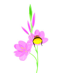 Pink field flower with a bee on a white background