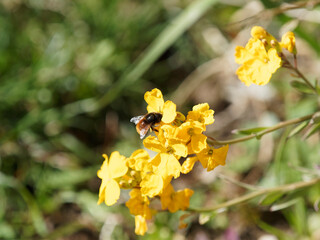Osmie cornue (Osmia cornuta) en vol stationnaire sous une fleur jaune de giroflée des murailles attirée par son nectar