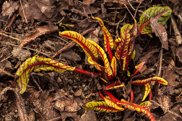 Yellow and red plant comes up through the soil in spring
