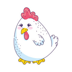 cute hen animal