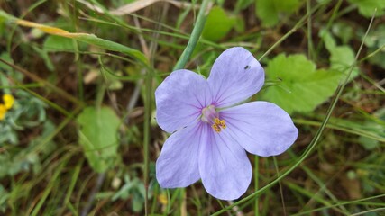 Beautiful small purple wild flower close up