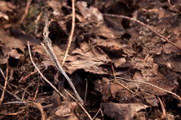 Brown leafs on the soil on spring