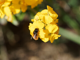 Osmia cornuta ou osmie cornue, petite abeille sauvage à longues antennes, pilosité rousse sur...