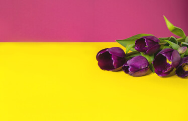 Spring flowers bouquet on a yellow-pink background