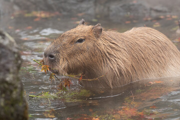 可愛いカピバラ