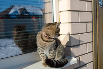 close-up - a gray tabby cat sits on a white windowsill in the street, turning back, waiting for when he goes home