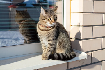 gray domestic cat sits on the windowsill and looks into the distance