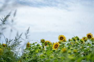 真夏のひまわり畑で写真撮影