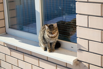 close-up - gray striped mongrel cat sitting on the window of the house