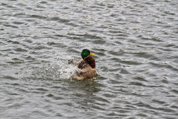 Ducks in a large pond