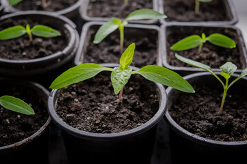 young pepper seedlings. Pepper seedlings in black plastic cups. Young seedling of pepper in a plastic tray. Shallow depth of field
