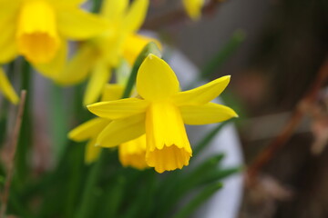 早春の花壇に咲くミニスイセン（テターテート）の黄色い花