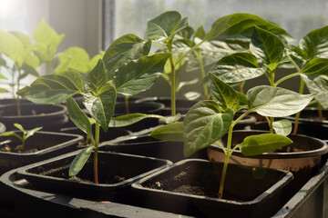 Growing young plants of vegetable crops in plastic cups and containers. Seedlings of pepper on the windowsill. Gardening in a private house in the village.
