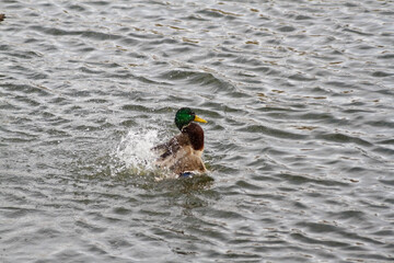 Ducks in a large pond