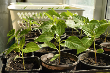 Seedlings of sweet pepper in plastic cups. Spring seedlings. Young shoots. Saplings in plastic cups. Small pepper plants