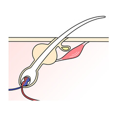 白い髪の毛の断面図