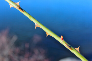 thorns on a branch along channel 