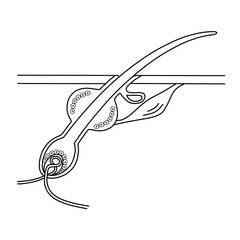 毛の構造（線画）