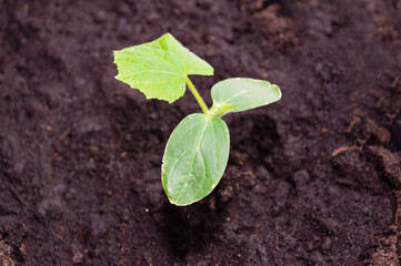 close-up - a grown green cucumber sprout with three small leaves