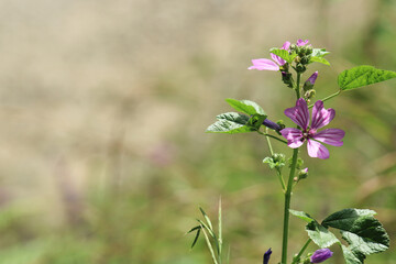 natural lavatera cretica flower photo