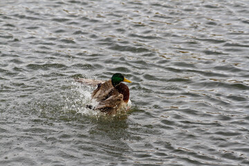 Ducks in a large pond