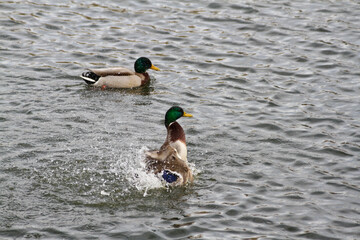 Ducks in a large pond
