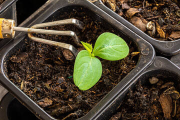 loosening the soil of seedlings in a pot with small metal fan rakes