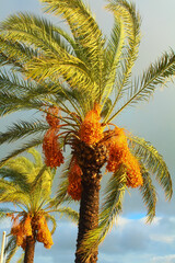 Date palm tree.