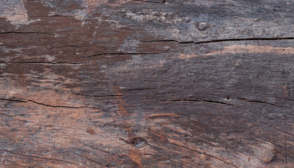 Bark from a large tree trunk. Woodgrain pattern For use in making wallpaper or background