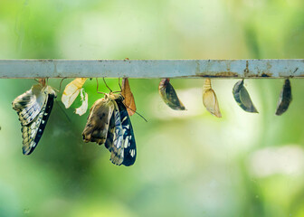 Pupae and cocoons of tropical butterflies.
  Breeding butterflies from pupae requires a tropical...