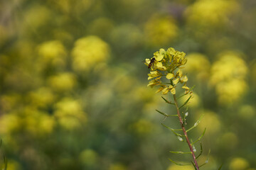 Abeja se acerca a flor amarilla en un campo de flores amarillas