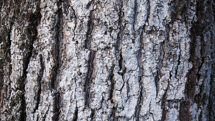 Bark from a large tree trunk. Woodgrain pattern For use in making wallpaper or background