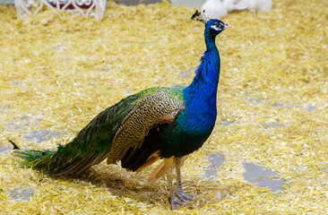 Peacock.
This is one of the most beautiful forest birds. Due to its refined appearance, the peacock has been kept at home since ancient times.