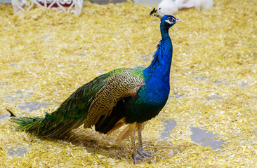 Obraz premium Peacock. This is one of the most beautiful forest birds. Due to its refined appearance, the peacock has been kept at home since ancient times.