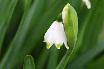 早春の花壇に咲くスノーフレークの白い花