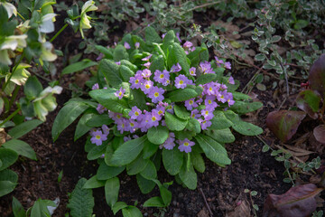 Primula acaulis blooming in the garden borders