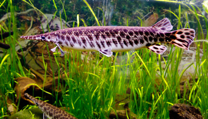Spotted pike.
 These fish inhabit the waters of North America. The elongated body and the long mouth, dotted with sparse and very sharp teeth. The shelled pike is found in freshwater reservoirs and re