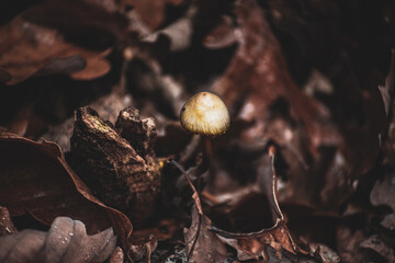 mushrooms in the forest