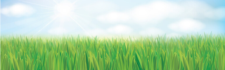 Fototapeta na wymiar Vector sunshine nature background. Summer landscape with blue sky and green grass.